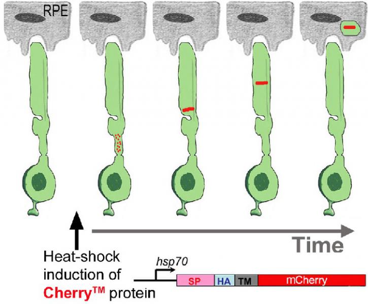 Radioautography Method Jensen Lab